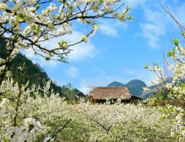Mộc Châu 2 ngày 1 đêm
